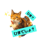 【猫のまつりちゃん】わがまままつりちゃん（個別スタンプ：26）