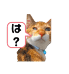 【猫のまつりちゃん】わがまままつりちゃん（個別スタンプ：27）