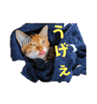 【猫のまつりちゃん】わがまままつりちゃん（個別スタンプ：28）