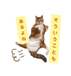 【猫のまつりちゃん】わがまままつりちゃん（個別スタンプ：31）