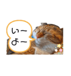 【猫のまつりちゃん】わがまままつりちゃん（個別スタンプ：33）