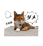 【猫のまつりちゃん】わがまままつりちゃん（個別スタンプ：34）