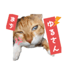 【猫のまつりちゃん】わがまままつりちゃん（個別スタンプ：35）