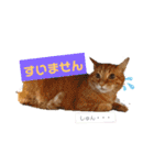 【猫のまつりちゃん】わがまままつりちゃん（個別スタンプ：37）