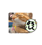 【猫のまつりちゃん】わがまままつりちゃん（個別スタンプ：39）
