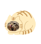 小虎3（個別スタンプ：16）