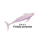 Wild dolphin スナメリ2 by DRONE（個別スタンプ：8）