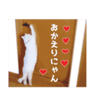 ねこ写真スタンプ！白ネコ からまる 2（個別スタンプ：8）