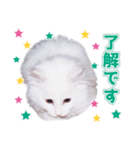 ねこ写真スタンプ！白ネコ からまる 2（個別スタンプ：12）