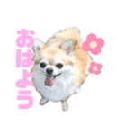 ♡可愛すぎるショコラさん♡（個別スタンプ：1）