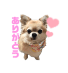 ♡可愛すぎるショコラさん♡（個別スタンプ：3）