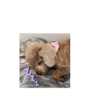 トイプーのなな＆コロンの毎日2（個別スタンプ：2）