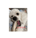 トイプーのなな＆コロンの毎日2（個別スタンプ：8）