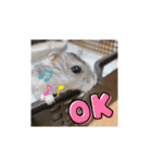 にこん言います。（個別スタンプ：14）
