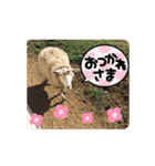 普段撮った色んな写真ごちゃまぜスタンプ（個別スタンプ：30）