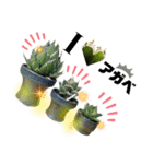 AGAVE LOVERのためのアガベスタンプ（個別スタンプ：1）