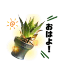 AGAVE LOVERのためのアガベスタンプ（個別スタンプ：3）