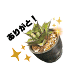 AGAVE LOVERのためのアガベスタンプ（個別スタンプ：5）