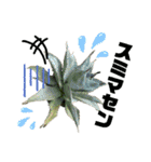 AGAVE LOVERのためのアガベスタンプ（個別スタンプ：6）