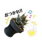 AGAVE LOVERのためのアガベスタンプ（個別スタンプ：7）