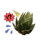 AGAVE LOVERのためのアガベスタンプ（個別スタンプ：11）