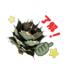 AGAVE LOVERのためのアガベスタンプ（個別スタンプ：12）