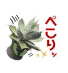 AGAVE LOVERのためのアガベスタンプ（個別スタンプ：14）