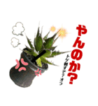 AGAVE LOVERのためのアガベスタンプ（個別スタンプ：15）