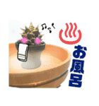 AGAVE LOVERのためのアガベスタンプ（個別スタンプ：17）