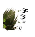 AGAVE LOVERのためのアガベスタンプ（個別スタンプ：18）