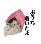 きんくまハムスターず（個別スタンプ：6）