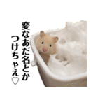 きんくまハムスターず（個別スタンプ：8）