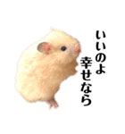 きんくまハムスターず（個別スタンプ：9）