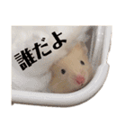 きんくまハムスターず（個別スタンプ：10）