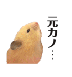 きんくまハムスターず（個別スタンプ：11）