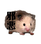 きんくまハムスターず（個別スタンプ：13）