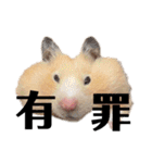 きんくまハムスターず（個別スタンプ：16）