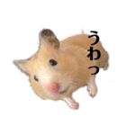 きんくまハムスターず（個別スタンプ：19）