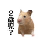 きんくまハムスターず（個別スタンプ：20）
