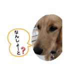 nico.nicoびより☺︎博多弁たい！＋（個別スタンプ：7）