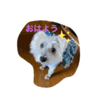 面白いウエスティ（個別スタンプ：4）