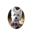 面白いウエスティ（個別スタンプ：7）