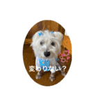 面白いウエスティ（個別スタンプ：11）