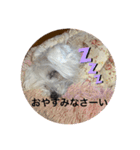 面白いウエスティ（個別スタンプ：12）