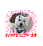 面白いウエスティ（個別スタンプ：13）