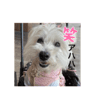 面白いウエスティ（個別スタンプ：15）