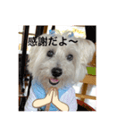面白いウエスティ（個別スタンプ：16）