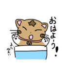 毎日を笑顔にする とらねこスタンプ！（個別スタンプ：5）