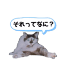 うちのたーちゃん＋（個別スタンプ：4）