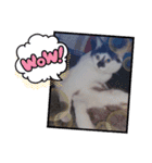 うちのたーちゃん＋（個別スタンプ：20）